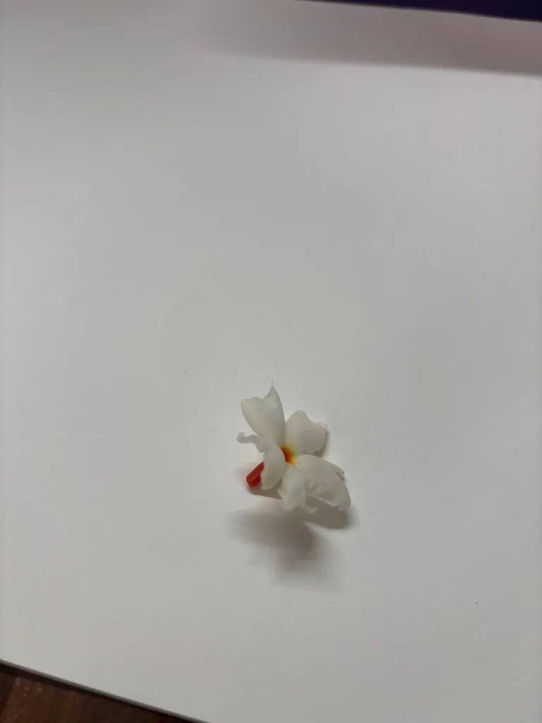 Photo of a real Shiuli flower — white petals, orange stem, placed on a white surface