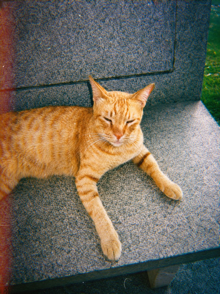 The same orange tabby cat transformed to look like a 1997 Fujifilm disposable camera photo with film grain, lifted blacks, and analog artifacts
