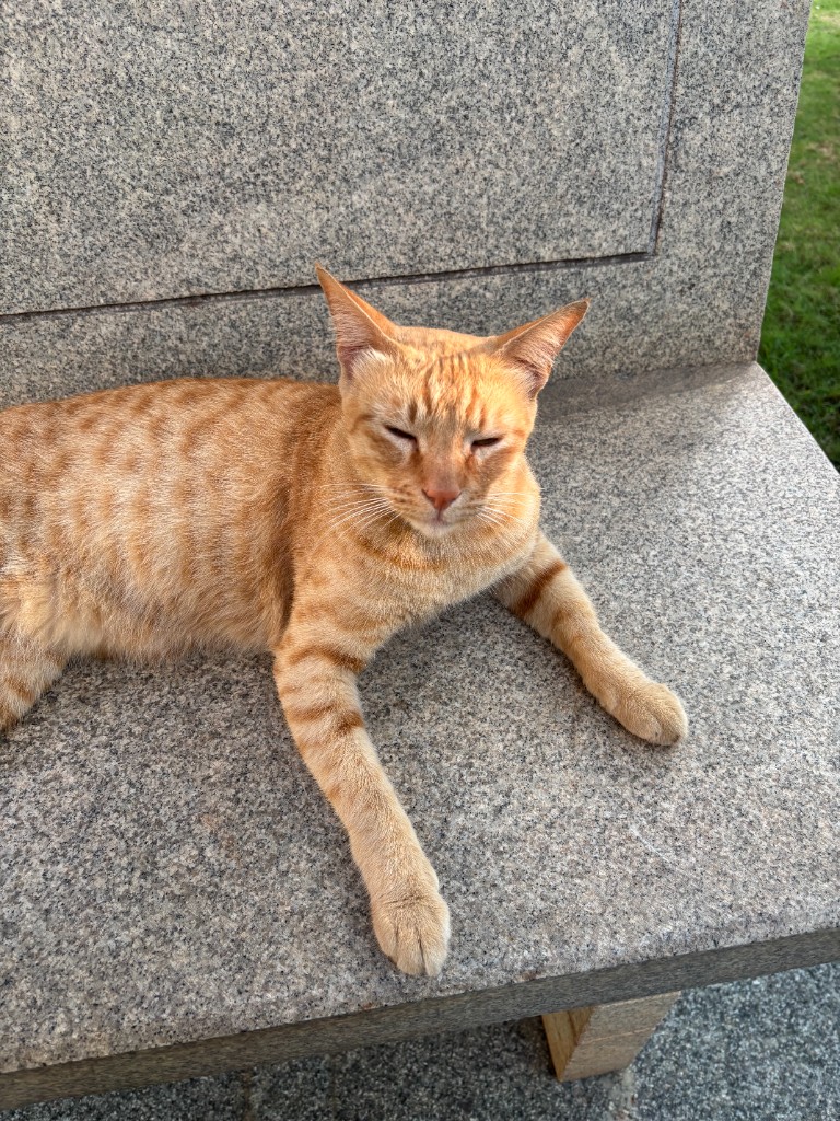 Orange tabby cat photographed on a modern iPhone on a granite surface