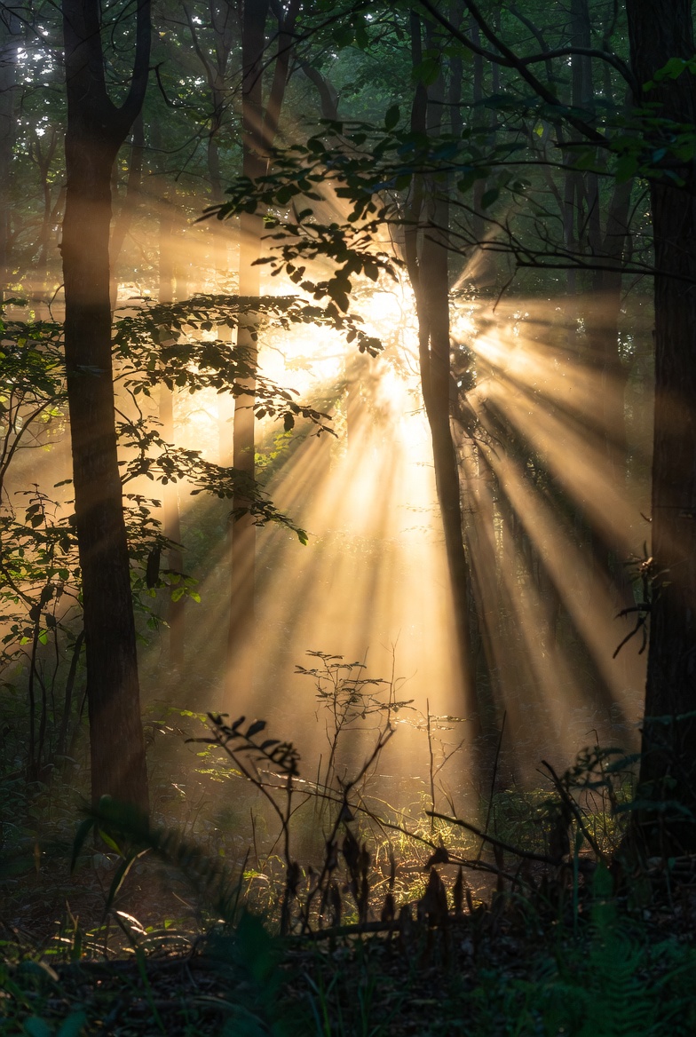 Example of Sunbeams Through Trees