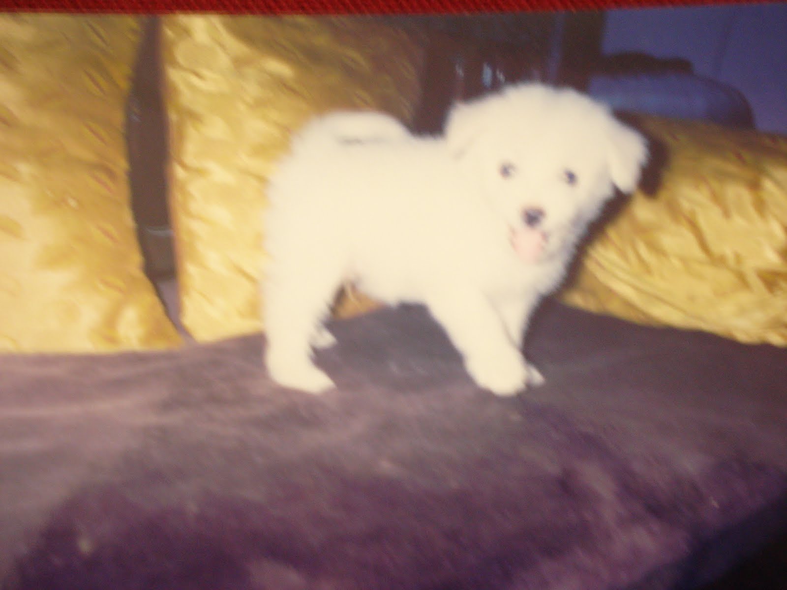 Before — original photo