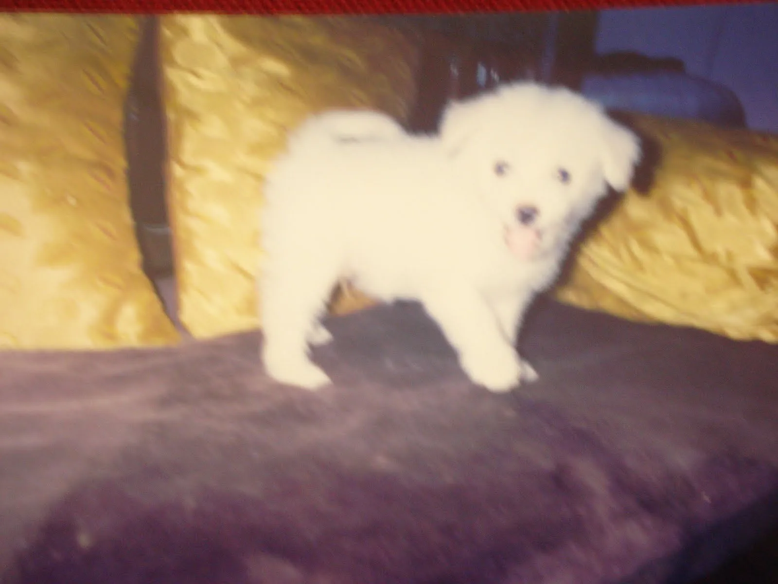 Before — original photo